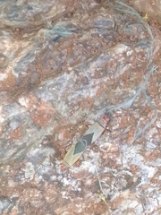 Dysdercus ruficollis