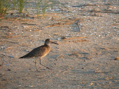 Tringa semipalmata semipalmata