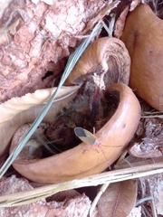 Dysdercus ruficollis