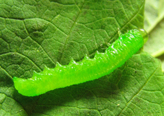 Pristiphora pallidiventris