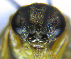 Pristiphora pallidiventris