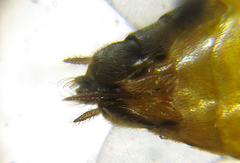 Pristiphora pallidiventris