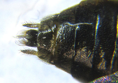 Pristiphora pallidiventris