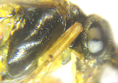 Pristiphora pallidiventris