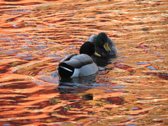 Anas platyrhynchos