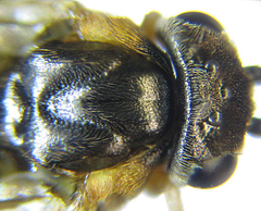 Pristiphora pallidiventris