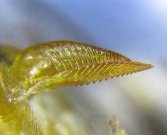 Pristiphora pallidiventris