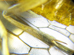 Pristiphora pallidiventris