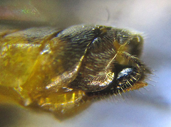 Pristiphora pallidiventris