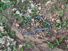 Natrix helvetica sicula