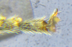 Pristiphora pallidiventris