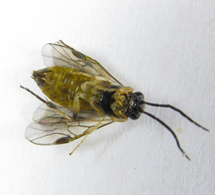 Pristiphora pallidiventris