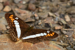 Adelpha alala