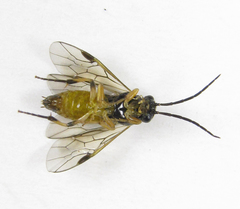 Pristiphora pallidiventris