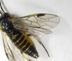 Pristiphora pallidiventris