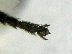 Pristiphora pallidiventris