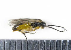 Pristiphora pallidiventris