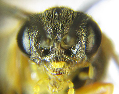 Pristiphora pallidiventris