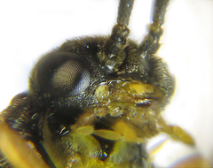 Pristiphora pallidiventris