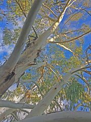 Eucalyptus dalrympleana
