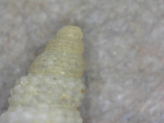 Odostomia virginalis