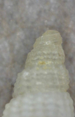 Odostomia virginalis