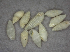 Chrysallida communis