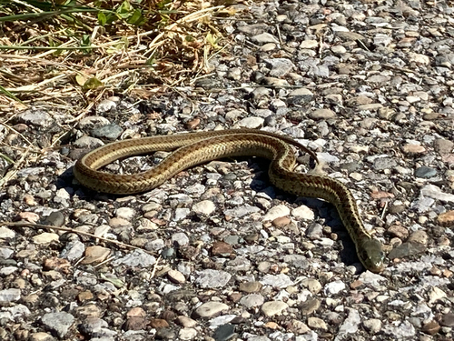 Garter Snake