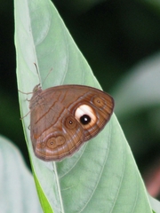 Mycalesis junonia