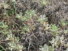 Astragalus arnacantha