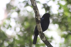 Myophonus horsfieldii