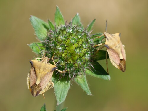 Carpocoris fuscispinus