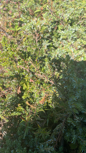 common juniper