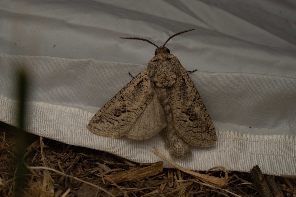 Cossulus stertzi