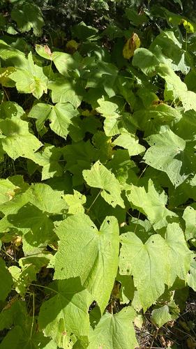 thimbleberry