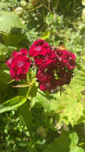 Sweet-William
