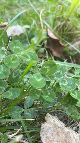 white clover