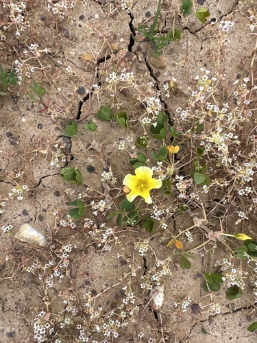 Clay Pool Sorrel (Oxalis disticha)