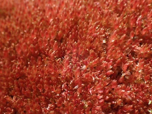 Ptychostomum cryophilum observed 2025-08-29