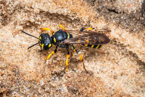 Cerceris arenaria nuotrauka