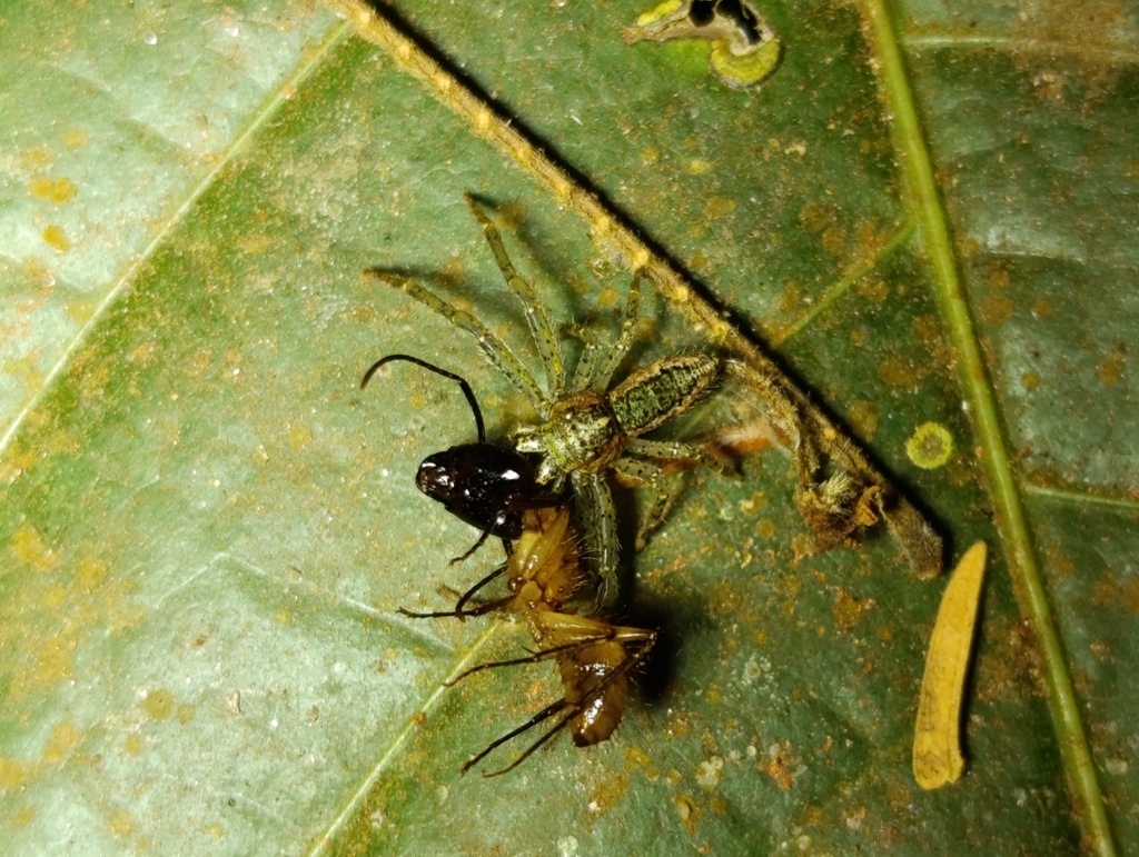 Tmarus caxambuensis
