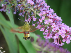 Hemaris fuciformis