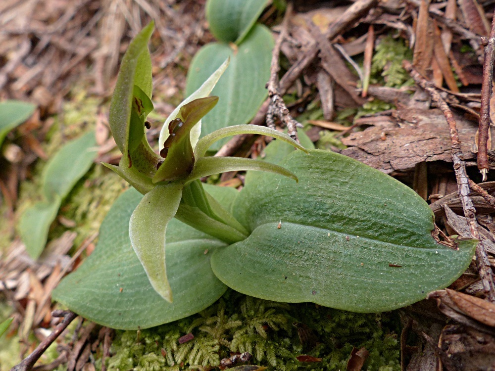 Green Bird Orchid
