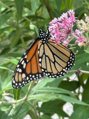 Monarch Butterfly