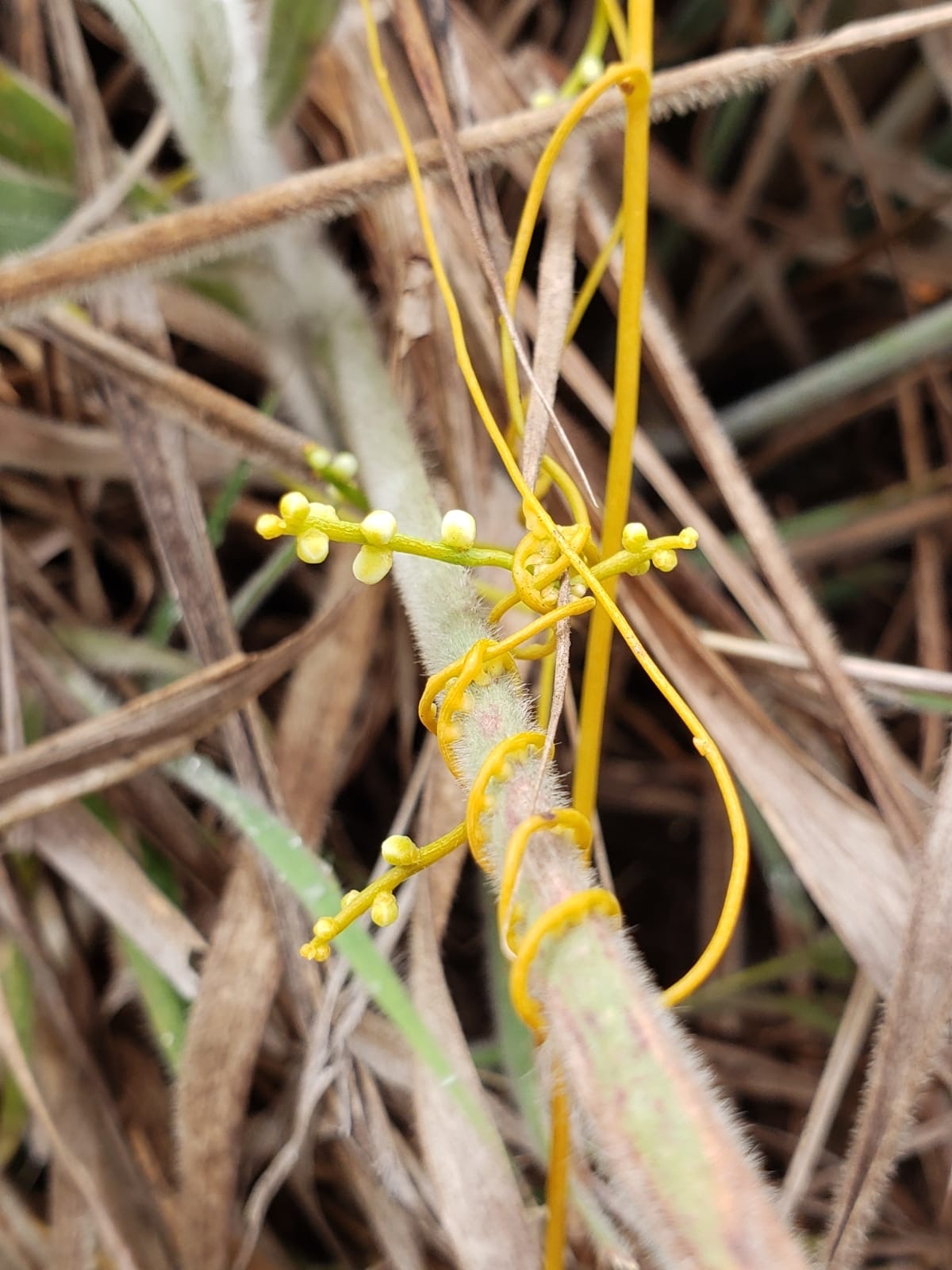 Cassytha filiformis