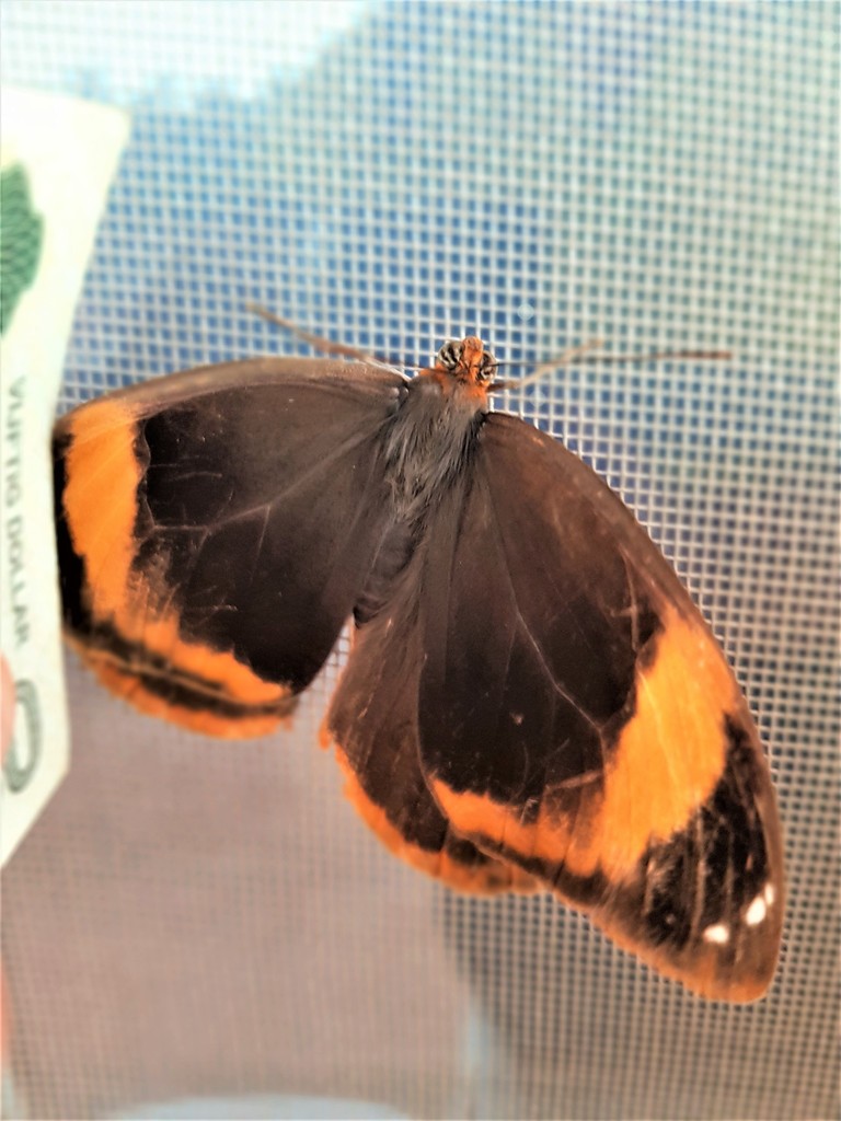 Catoblepia versitincta