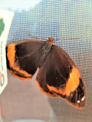 Catoblepia versitincta