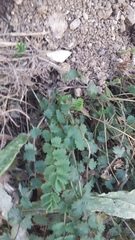 Sanguisorba minor balearica