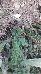 Sanguisorba minor balearica