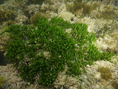 Caulerpa brownii